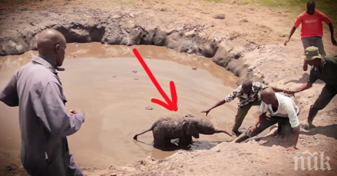 Те спасяват слонче на 5 дена, а реакцията на неговата майка после? Просто ще разтопи сърцето ти!