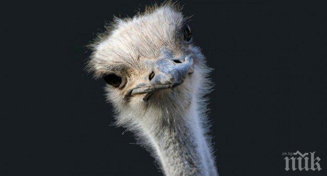 Любовна драма в айтоския зоопарк! Женският щраус, който трябваше да бъде половинка на Станимир, се оказа мъж
