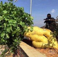 Китаец отгледа 15-килограмова ряпа