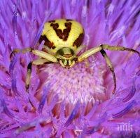 Паяк стана хамелеон
