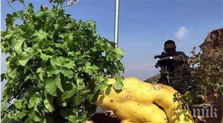 китаец отгледа килограмова ряпа