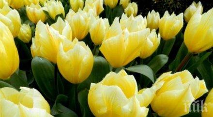 120 вида лалета цъфнаха балчик