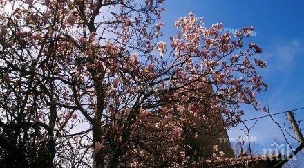 магнолиите враца разцъфнаха снимки