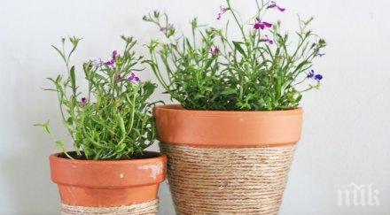 многогодишни растения щели спасят планетата