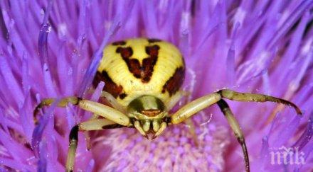 паяк стана хамелеон