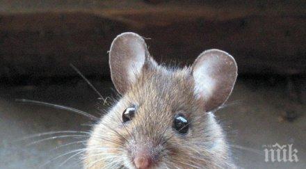 мишка полетя стратосферата биокапсула