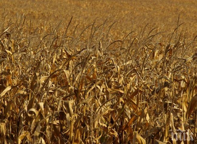 Земята в Добруджа поскъпна почти тройно за 5 г.