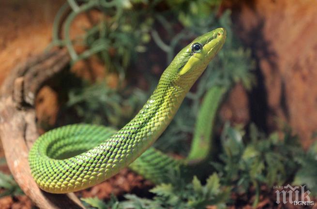 Змиите – красиви, интересни и важни обитатели на планетата