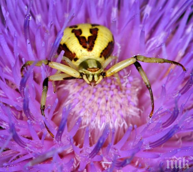 Паяк стана хамелеон
