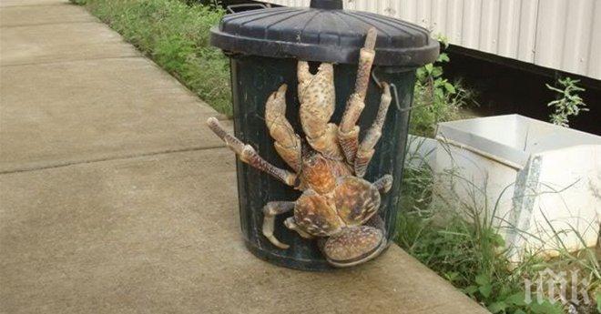 Тези 20 снимки ще променят твоята представа относно големината на животните. За някои може би си подозирал, но другите определено ще те изненадат!