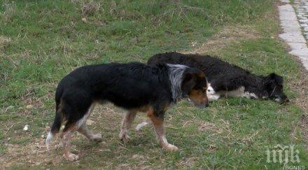 160 души умират всеки ден бяс