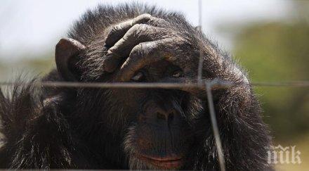 куриоз шимпанзе нокаутира безпилотен самолет