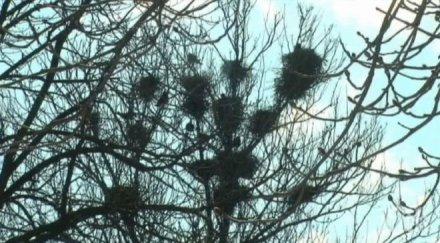 ултразвук гарваните търговище