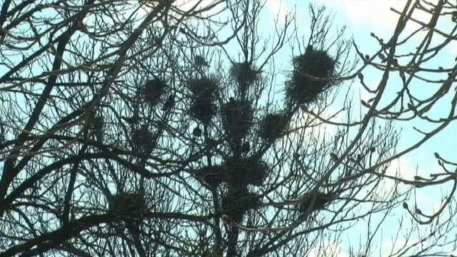 С ултразвук срещу гарваните в Търговище