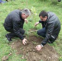 Засаждат нови дръвчета в парковете във Велинград 