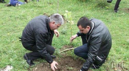 засаждат дръвчета парковете велинград