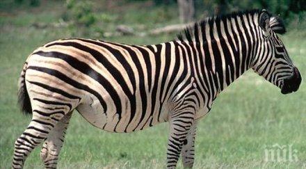 куриоз зебри вдигнаха крак полицията брюксел