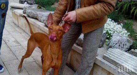 фараоново куче дефилира варна стана звезда екшън снимки