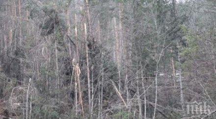 забраниха влизането горите хакасия