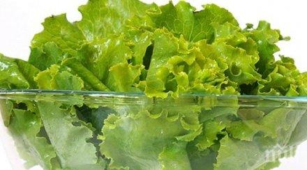 рекордни цени марулите перник