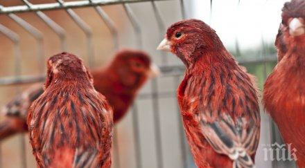 жена изпрати 600 лева фалшиви посредници работа чужбина