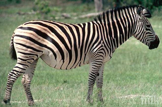 Куриоз! Зебри вдигнаха на крак полицията в Брюксел