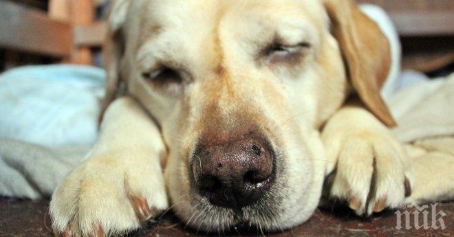Хормонът окситоцин правел кучето най-добрият приятел на човека