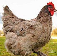 В Айова ще унищожат над 5 млн. кокошки, заради „птичи грип“