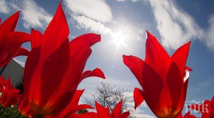 парад лалетата ботаническата градина балчик