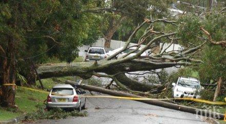 жестока буря сидни уби трима 200 хиляди без ток летят дървета покриви
