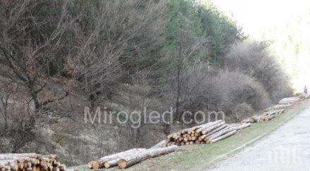 дивотино бунт изсичане гората