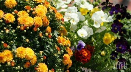 500 000 цветя радват столичани пролетта
