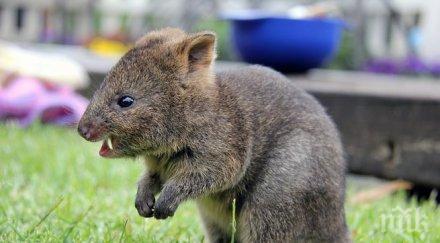 4000 долара глобата тормоз рядко животно