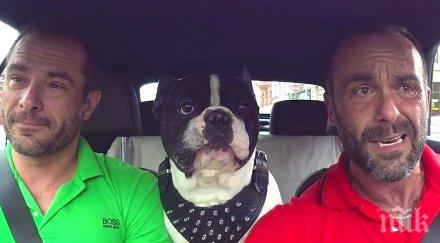 сложиха камера колата иначе никой нямаше повярва прави куче