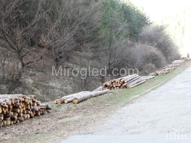 Дивотино на бунт срещу изсичане на гората