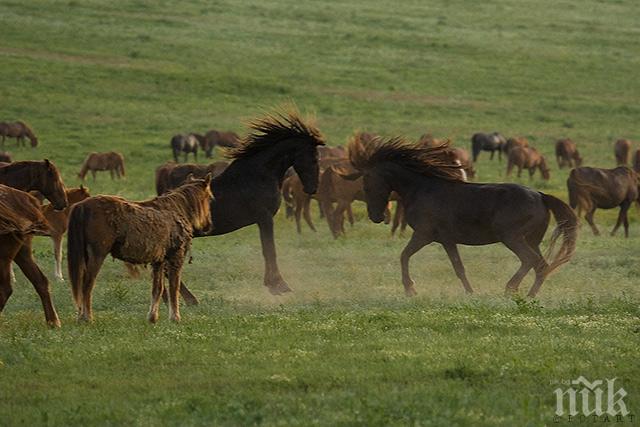 Табуни от коне на дървосекачи вилнеят из балкански села