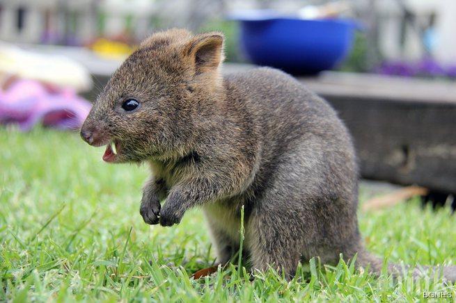 4000 долара е глобата за тормоз на рядко животно