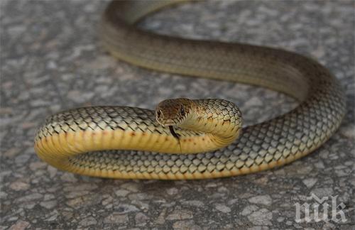 Шок! Змии нападнаха катаджии