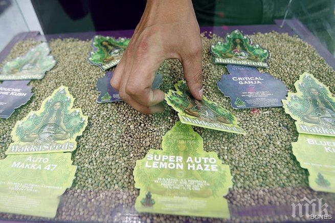 Британец излекува рак с масло от канабис