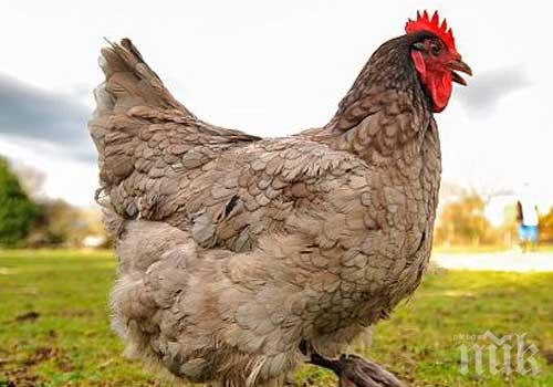 В Айова ще унищожат над 5 млн. кокошки, заради „птичи грип“