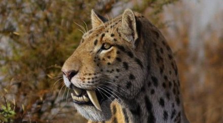 откриха котка 600