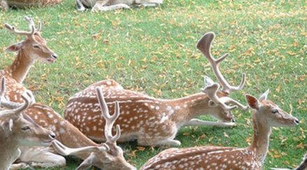 учени разрешиха загадката около носа рудолф