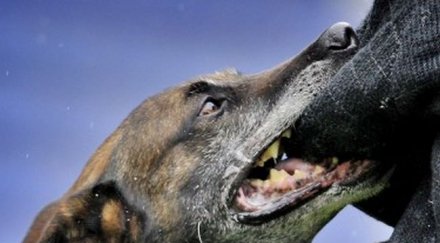 гадост куче изяде лицето мъртвата стопанка