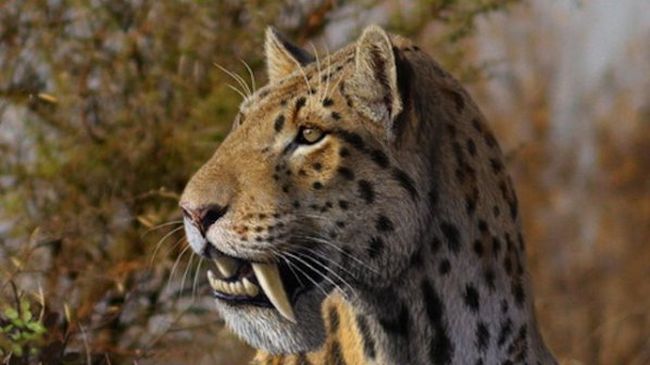 Откриха котка на 15 600 г