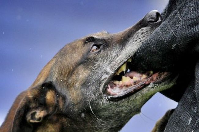 Гадост!!! Куче изяде лицето на мъртвата си стопанка