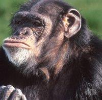 Съд в САЩ призна шимпанзето за човек