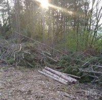 Изсякоха борова гора в парк „Златни пясъци“, нараства рискът от потоп