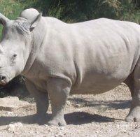 Въоръжена охрана пази последния мъжки бял носорог