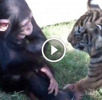 Това, което се случи, когато се срещнаха бебе тигър, бебе вълк и бебе шимпанзе, разтопи моето сърце!