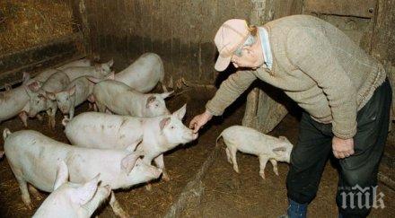 изплащат средствата хуманно отношение свинете края